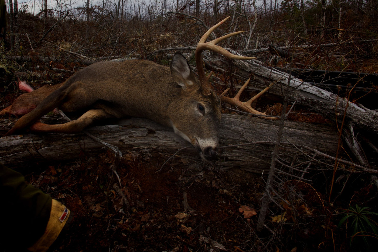 ARCHERY DEER HUNT