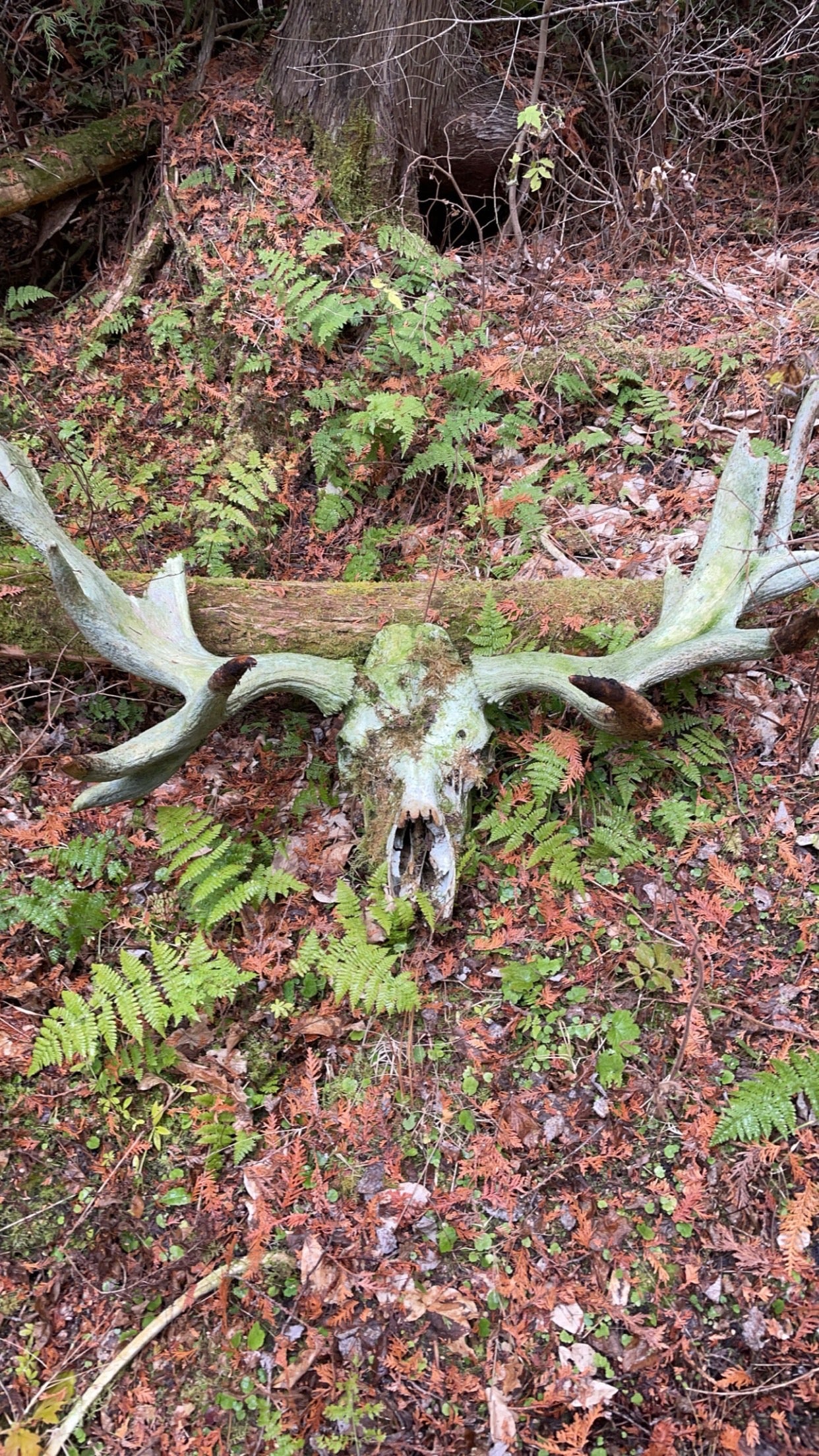 Shed Hunt