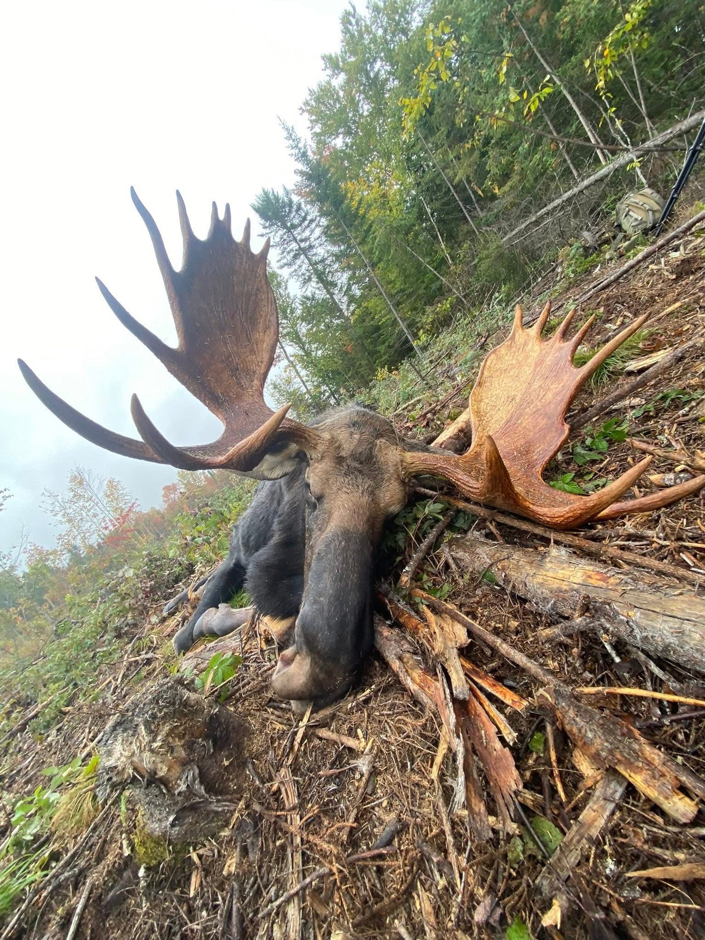 Moose Hunt