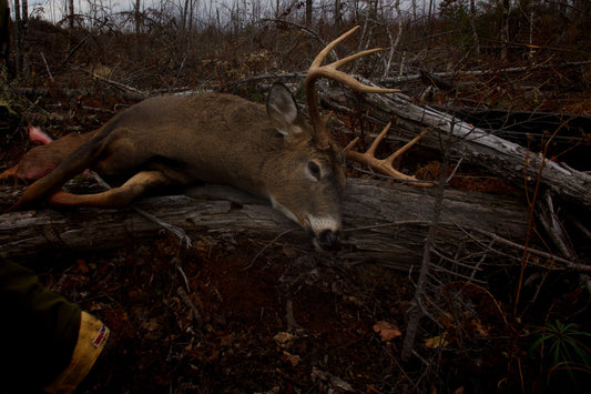 ARCHERY DEER HUNT